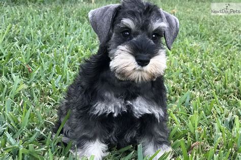 Schnauzer breeders near me - Melodie Gault. Dachari Perm Reg’d. 2793 County Road 43. Smiths Falls, ON K7A 5B8. (613) 205-0646. Email: dachari1@gmail.com. We breed and show Mini Schnauzers and have many Champions. Puppies are born and raised in our home, and are well socialized. They will be Veterinarian health checked, dewormed, vaccinated, and micro-chipped. 